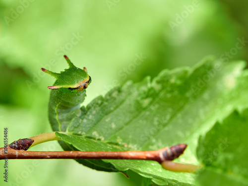 Two tailed Pasha caterpillar. Charaxes jasius photo