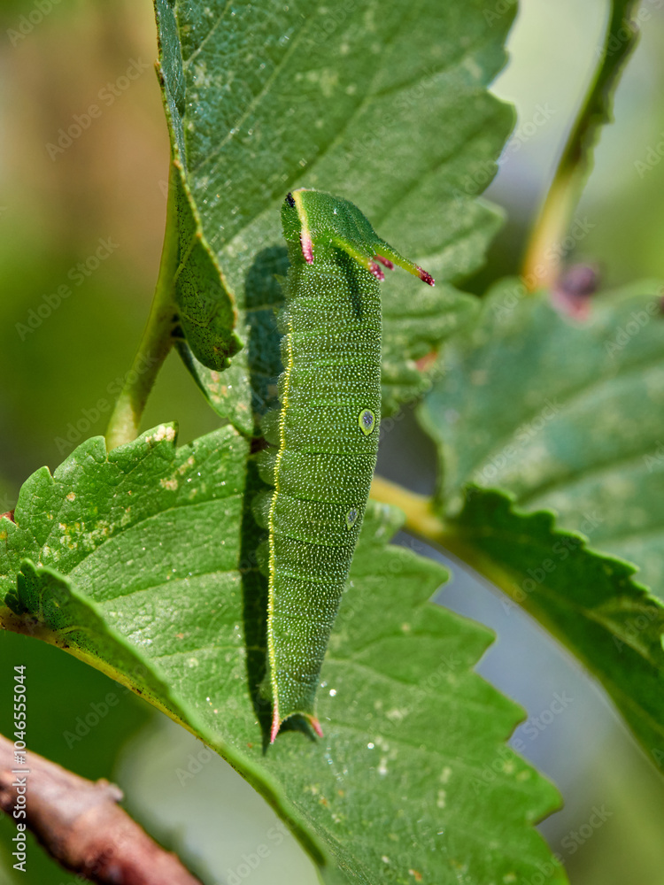 Two tailed Pasha caterpillar. Charaxes jasius Two tailed Pasha caterpillar. Charaxes jasius