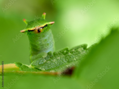 Two tailed Pasha caterpillar. Charaxes jasius photo