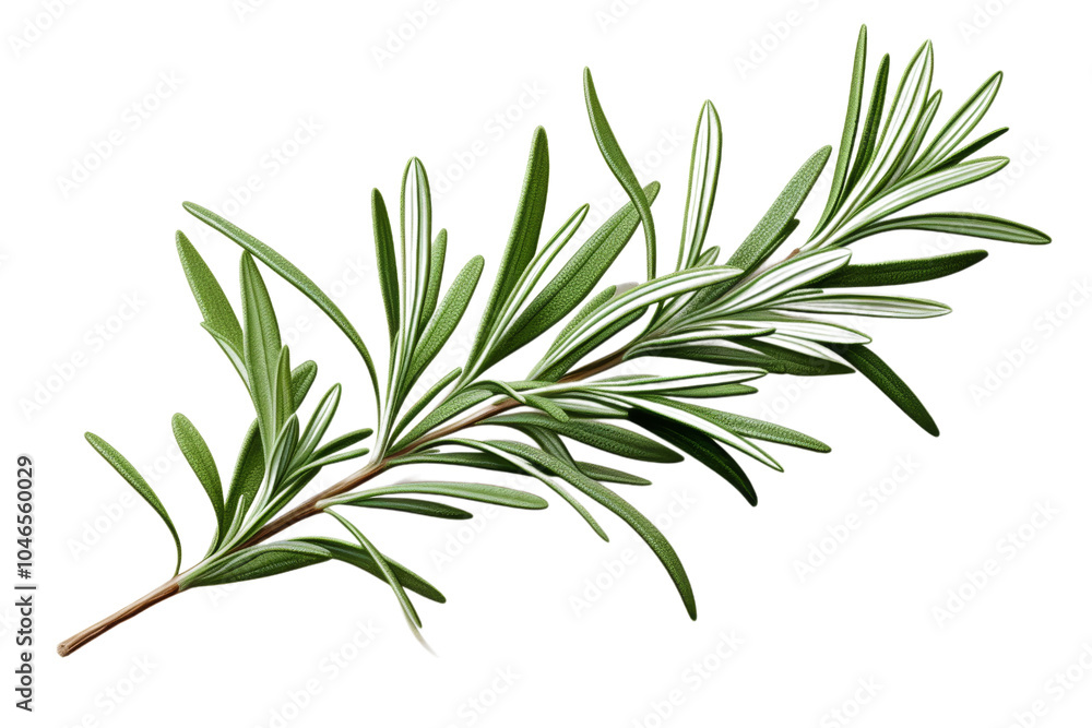 Fototapeta premium Fragrant Rosemary Herb on White Background