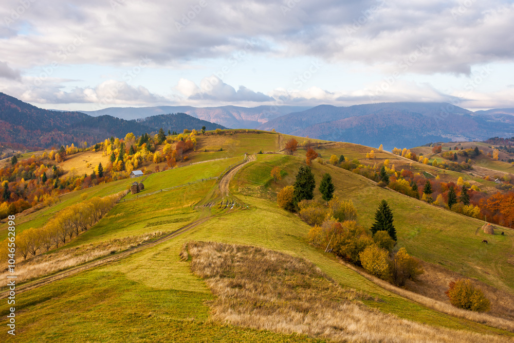 Fototapeta premium mountainous rural landscape in autumn. alpine adventure. sunny weather. trees in colorful foliage. scenery with path through grassy fields and hills rolling. carpathian mountain range