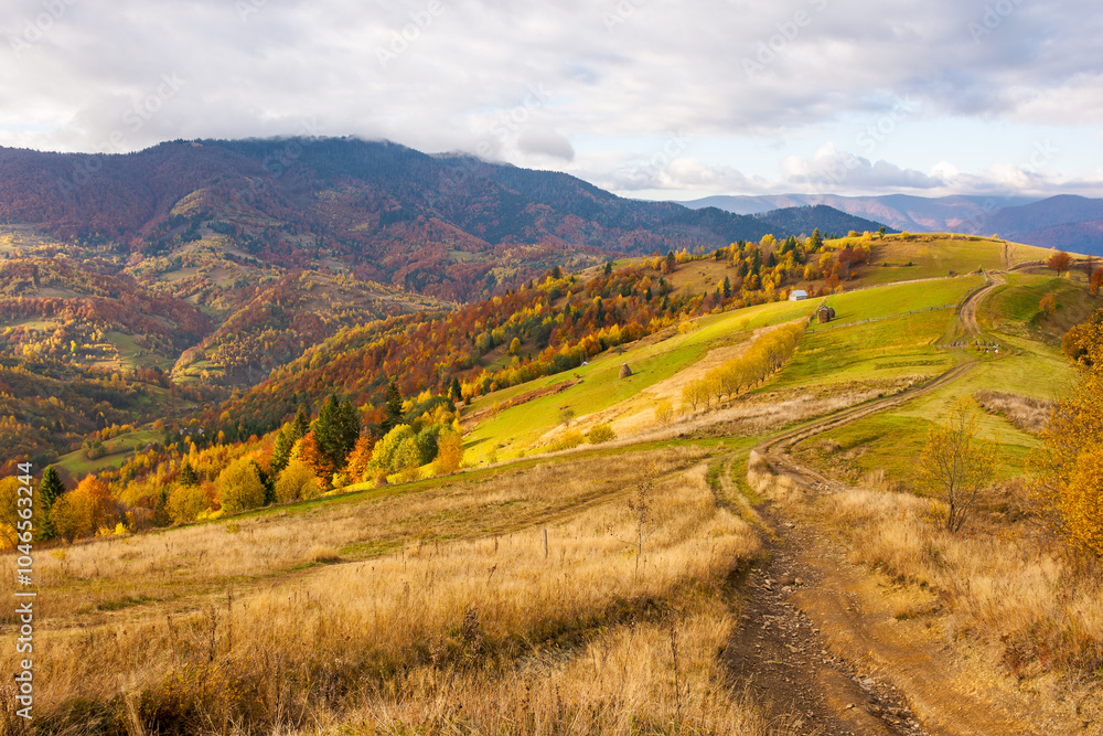 Fototapeta mountainous rural landscape in autumn. sunny weather. trees in colorful foliage. scenery with path through grassy fields and hills rolling