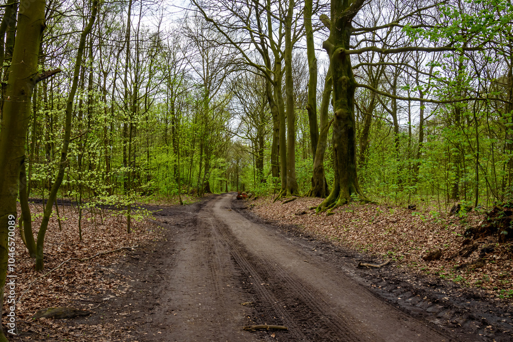 Fototapeta premium Road through the forest in Germany.