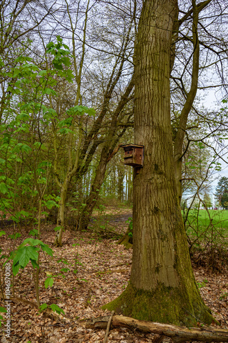 Wallpaper Mural Road through the forest in Germany. Torontodigital.ca