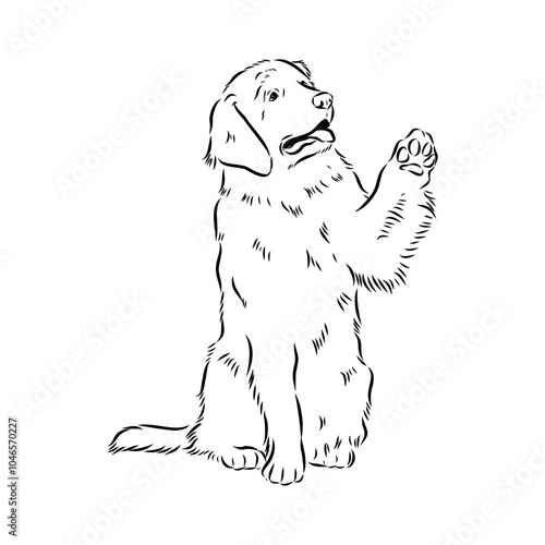 Leonberg the dog, vector sketch