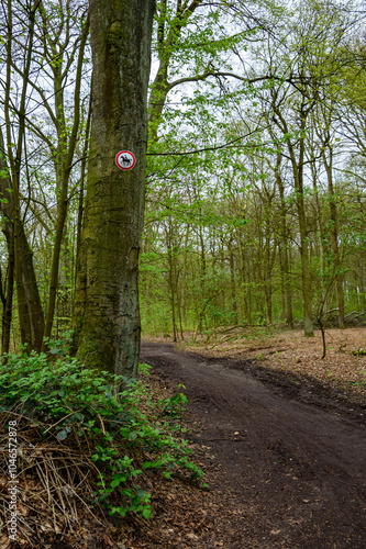 Wallpaper Mural Road through the forest in Germany. Torontodigital.ca