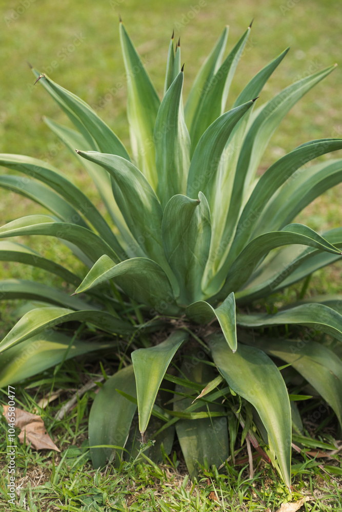 A close-up of a lush Agave attenuata plant thriving in the Royal Botanic Gardens, Peradeniya, Kandy, Sri Lanka. Ideal for nature, botany, and tropical garden-themed content highlighting exotic plant A close-up of a lush Agave attenuata plant thriving in the Royal Botanic Gardens, Peradeniya, Kandy, Sri Lanka. Ideal for nature, botany, and tropical garden-themed content highlighting exotic plant