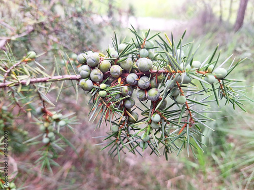 Juniperus branch with green berries growing against forest background. photo