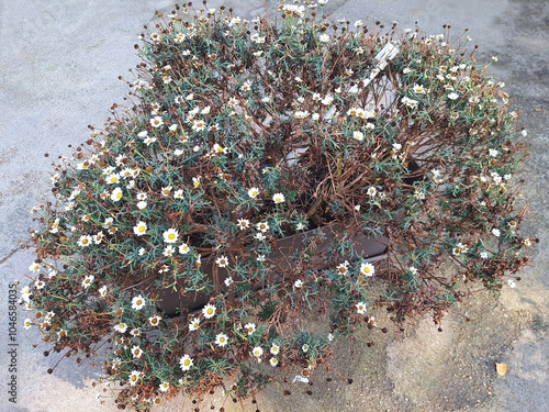 A large dry, faded bush of anthemis or argyranthemum grows in a pot against a background of asphalt. photo