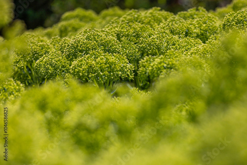 Lush Green 