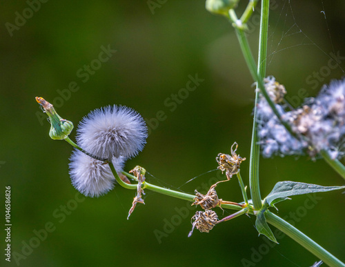 Fluffy Dandelion Seed Heads on a Stem