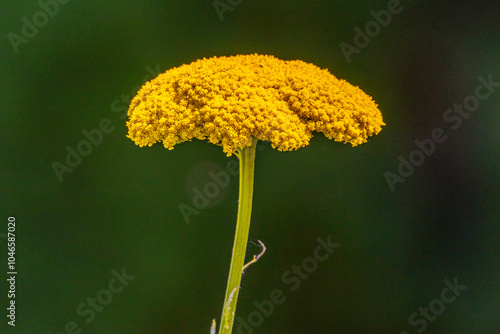 Yellow Yarrow Flower Head