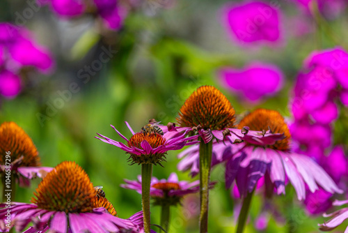 Pink Coneflowers with Bees in a Garden
