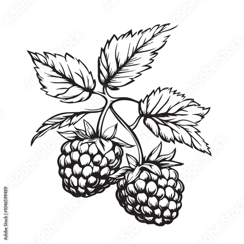 Raspberries In cartoon, hand-drawn flat style. image for social media, websites and UI. Isolated 2D vector design in logo, icon, sketch style, simple line vector, single color. AI Generative Art.