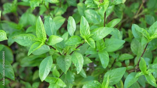 Wallpaper Mural Vibrant Fresh Green Leaves Botanical Showcase of Natures Lush Foliage and Healthy Growth, Celebrating Beauty of Herb and Plant Life. Torontodigital.ca