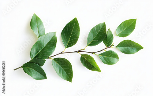 Wallpaper Mural A branch with green leaves isolated on a white background. (1) Torontodigital.ca