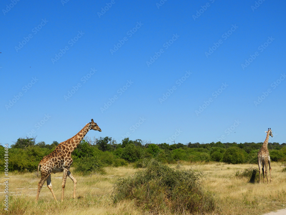 Obraz premium 草原を歩く２匹のキリン