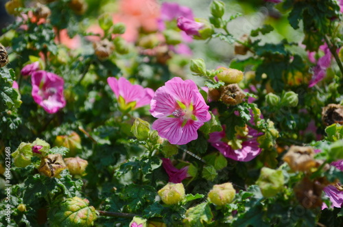 Blooming pink mallow flowers Malva alcea, cut-leaved mallow, vervain mallow or hollyhock mallow photo