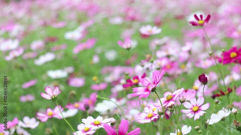 Gesang flowers blooming in the grass in spring Gesang flowers blooming in the grass in spring