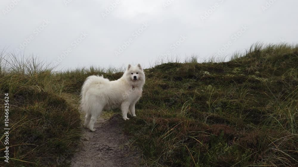 Samoyed dog in the dune landscape Samoyed dog in the dune landscape