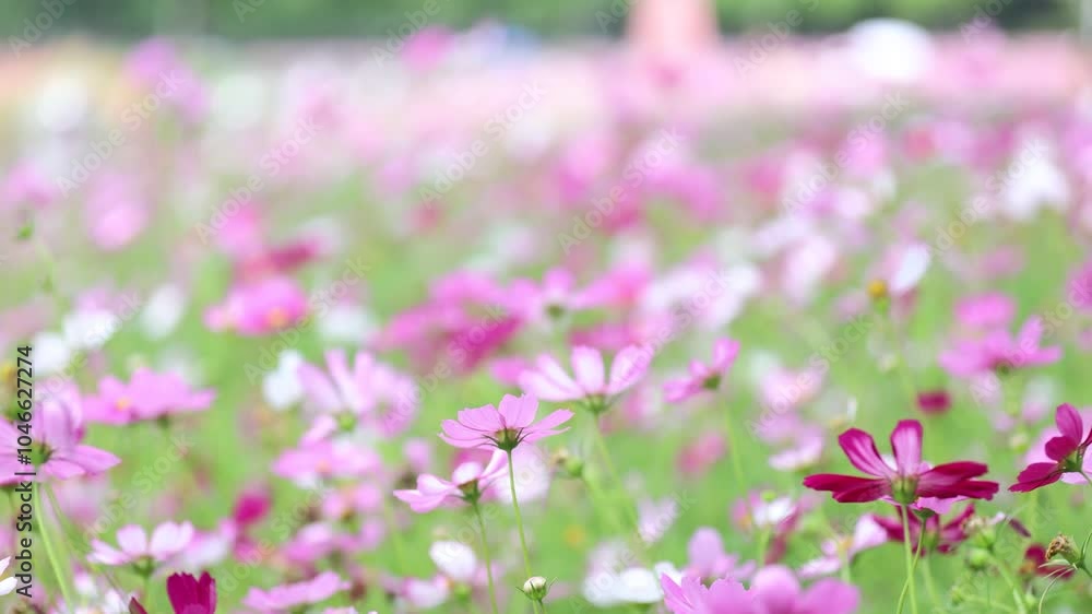 Gesang flowers blooming in the grass in spring Gesang flowers blooming in the grass in spring