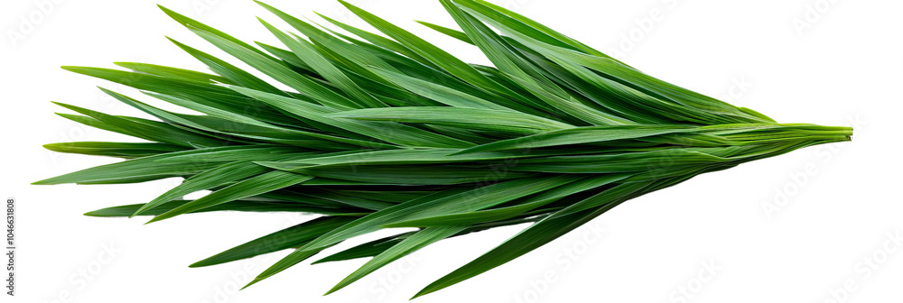 A cluster of sharp, blue-green sedge grass, isolated on transparent background, PNG file, perfect for wetlands or ponds A cluster of sharp, blue-green sedge grass, isolated on transparent background, PNG file, perfect for wetlands or ponds