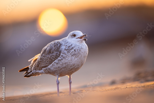 Fototapeta Naklejka Na Ścianę i Meble -  seagull ( larus marinus ) at sunset on the Baltic Sea