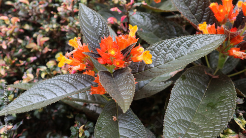 Chrysothemis pulchella also known as sunset bells, black flamingo, copper leaf or simply chryothemis that grow in pot and blooming photo