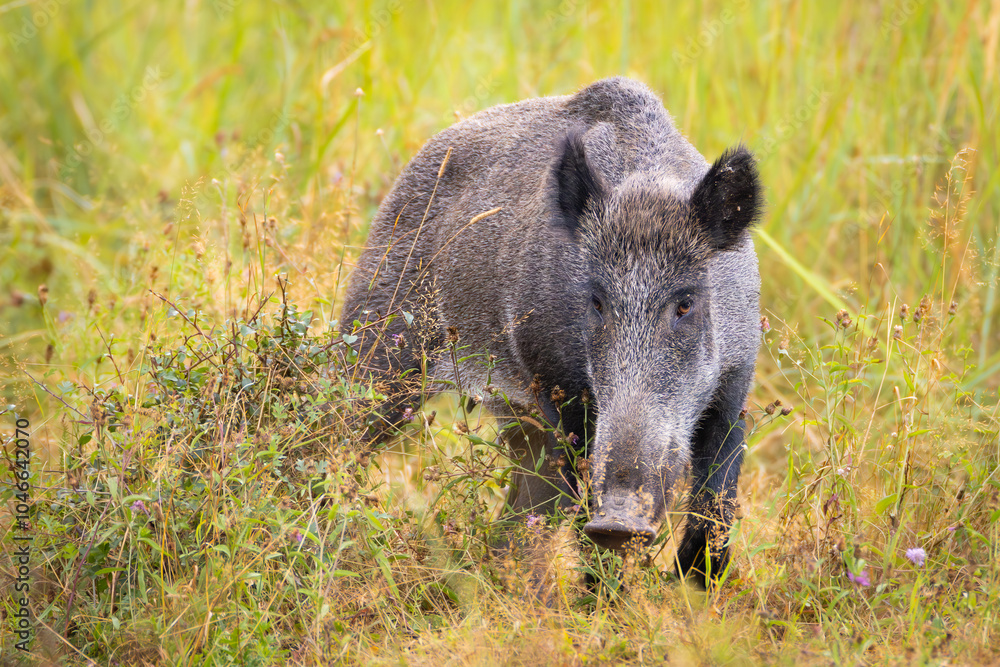 Wild boar (sus scrofa ferus) stands in tall grass. Wildlife scenery Wild boar (sus scrofa ferus) stands in tall grass. Wildlife scenery