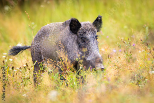 Wild boar (sus scrofa ferus) stands in tall grass. Wildlife scenery photo