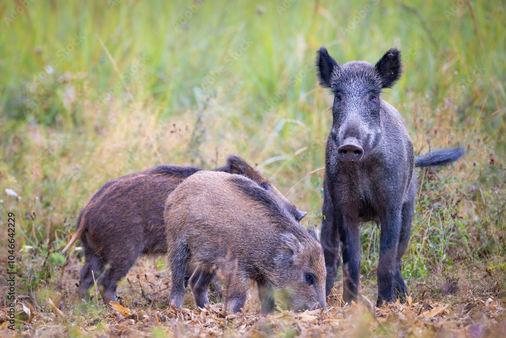 Family of wild boar, sus scrofa,s with young piglets on summer meadow. Family of wild boar, sus scrofa,s with young piglets on summer meadow.