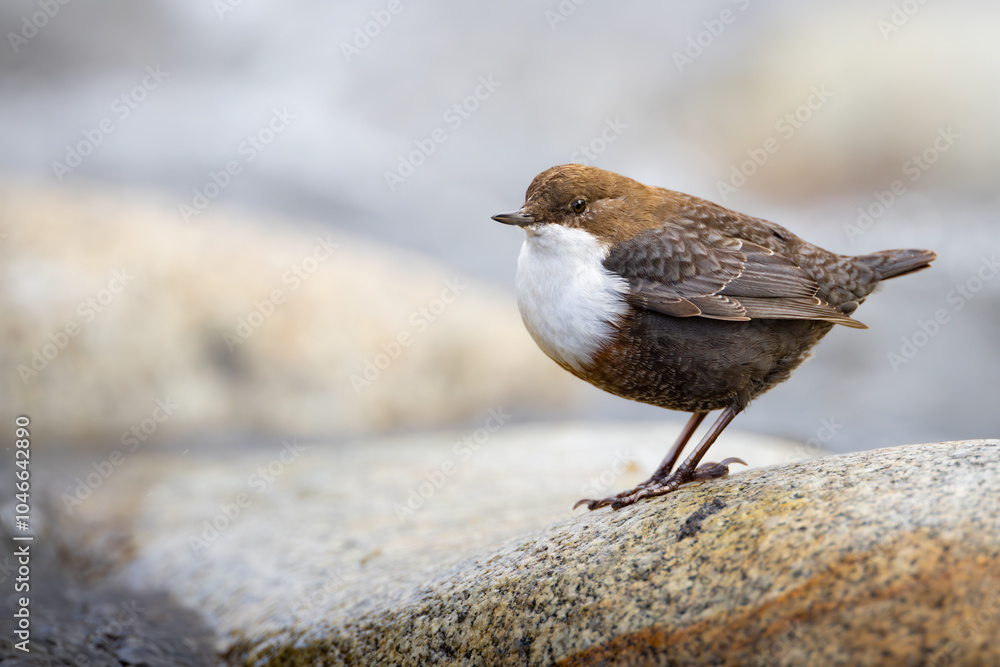 White-throated dipper, ( Cinclus cinclus ) sitting on a stone in the river. Black brown white bird in the water. White-throated dipper, ( Cinclus cinclus ) sitting on a stone in the river. Black brown white bird in the water.