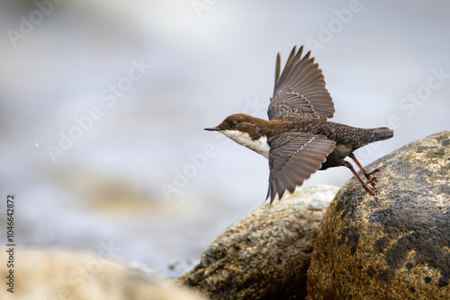 White-throated dipper, ( Cinclus cinclus ) sitting on a stone in the river. Black brown white bird in the water.