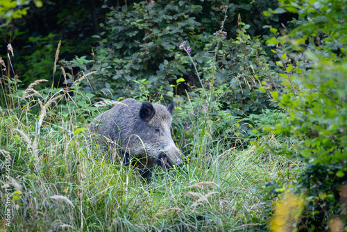 Wild boar (sus scrofa ferus) stands in tall grass. Wildlife scenery photo