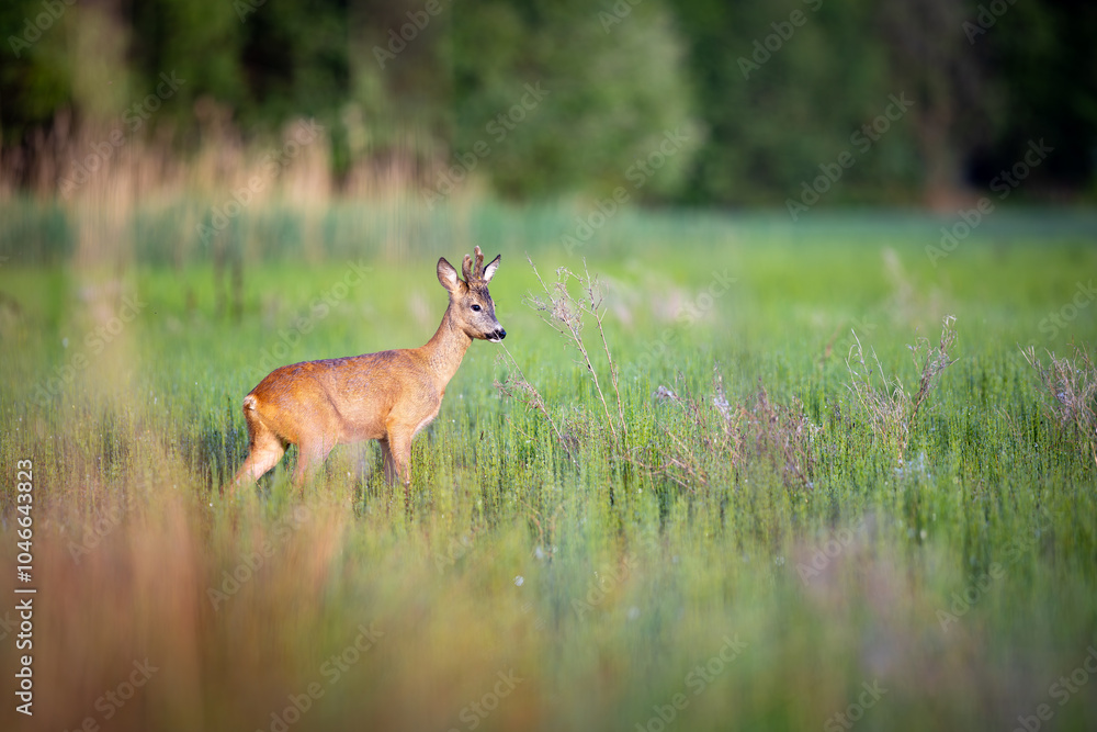 Roe deer with beautiful antlers stands in the meadow (capreolus capreolus) wildlife scenery Roe deer with beautiful antlers stands in the meadow (capreolus capreolus) wildlife scenery