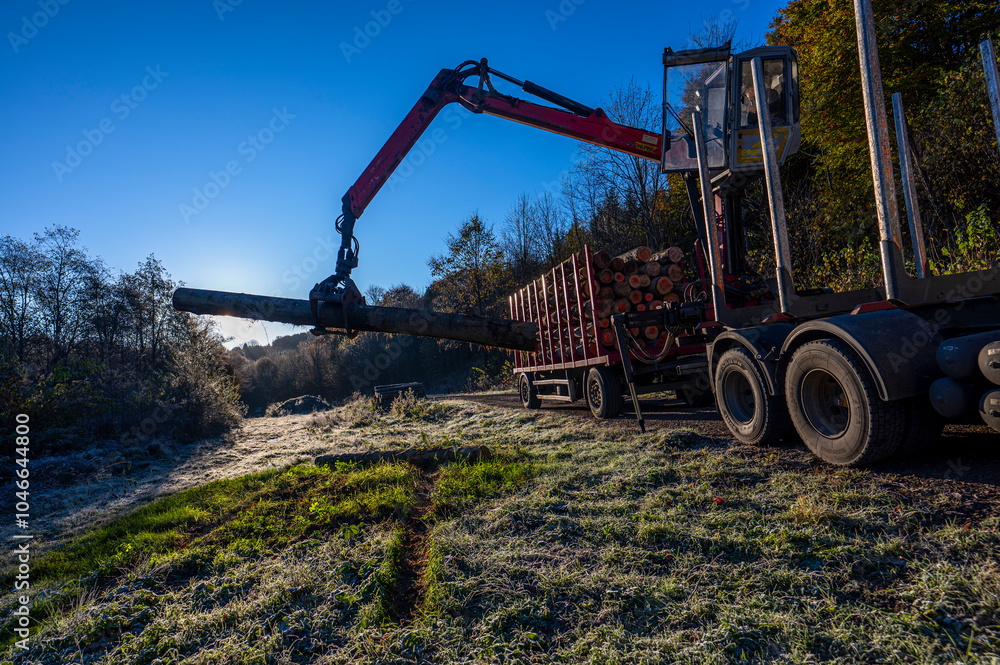 Loading wood onto a truck in the forest	