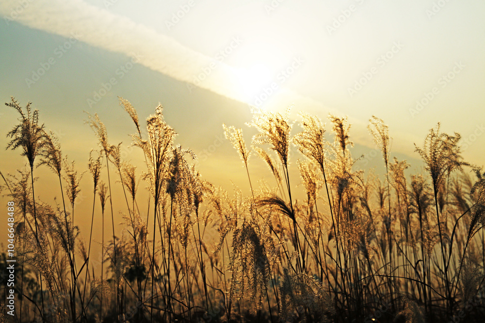 Fototapeta premium 일몰에 비친