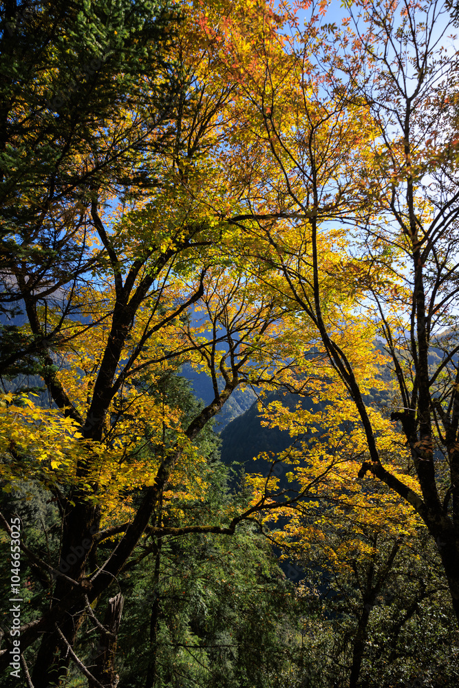 Beautiful autumn forest landscape in the morning Beautiful autumn forest landscape in the morning