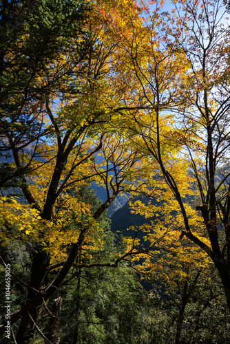 Beautiful autumn forest landscape in the morning