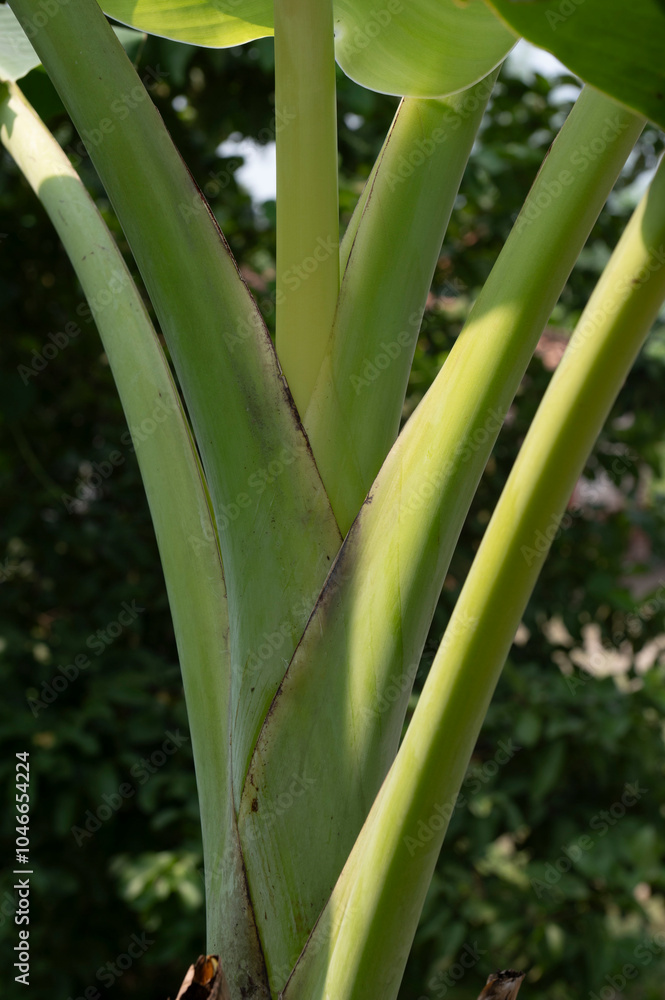 Jaunpur , India -9 October 2024 Close up of a banana tree branch at Jaunpur Uttar Pradesh India Jaunpur , India -9 October 2024 Close up of a banana tree branch at Jaunpur Uttar Pradesh India