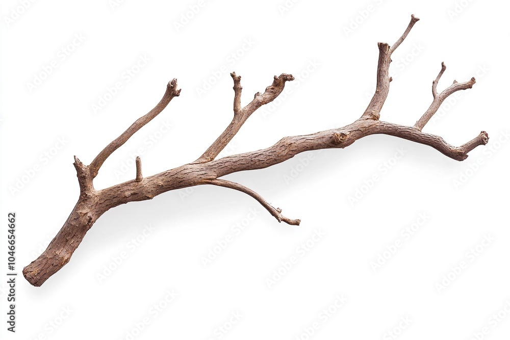Close-up of dry tree branch, isolated on white background Close-up of dry tree branch, isolated on white background