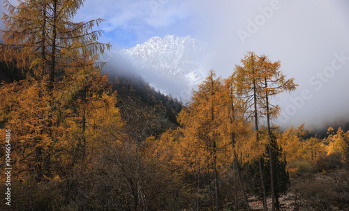 Beautiful autumn forest landscape and snow capped mountains