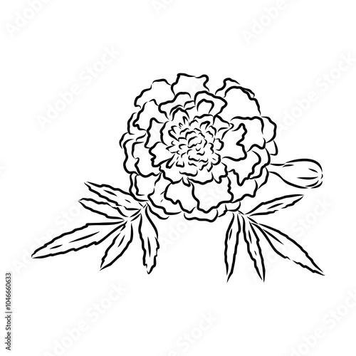 Hand drawn Marigold Flower Sketch Illustration Engraving Woodcut Vintage Style Vector Line Art