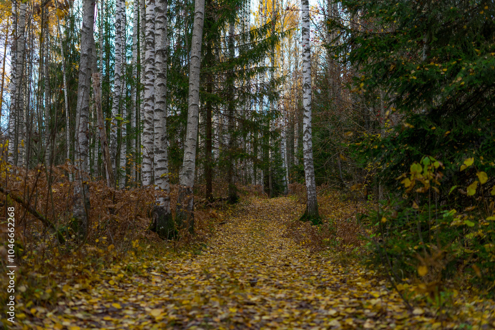 Fototapeta premium autumn in the forest