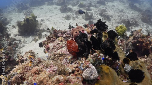 Frog Fish in Close up Shot in the Coral - Bunaken and Siladen Reef, in the North Sulawesi in Indonesia photo