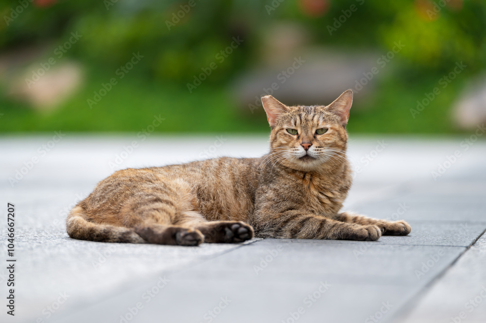 Fototapeta premium Outdoors, kitten on the ground