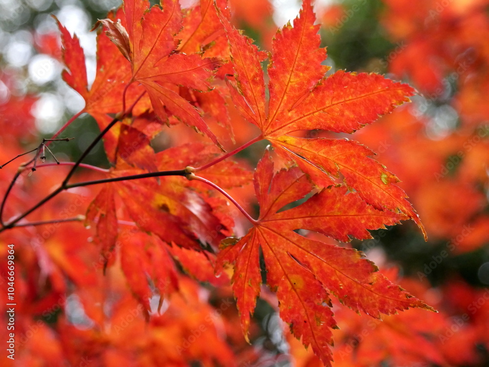 red leaves in autumn of maple tree, fall foliage in november red leaves in autumn of maple tree, fall foliage in november