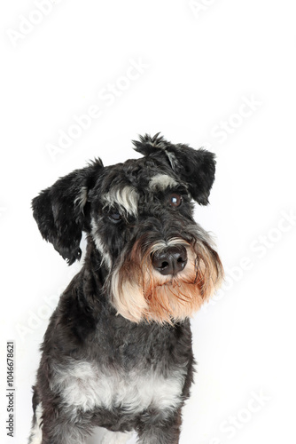 head of miniature schnauzer in front view isolated on white 