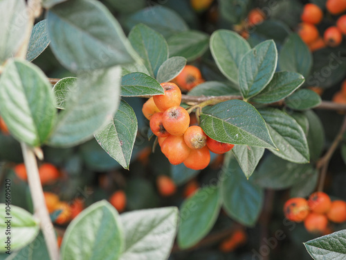 orange cotoneaster plant scient. name Cotoneaster franchetii photo