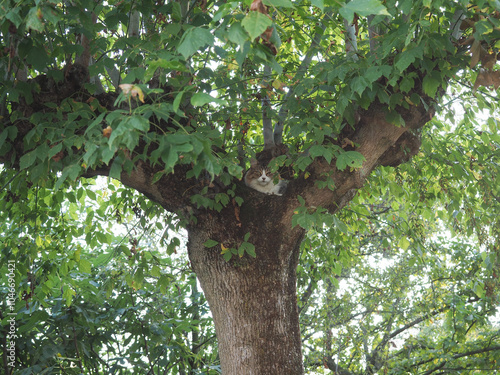 cat on a tree photo